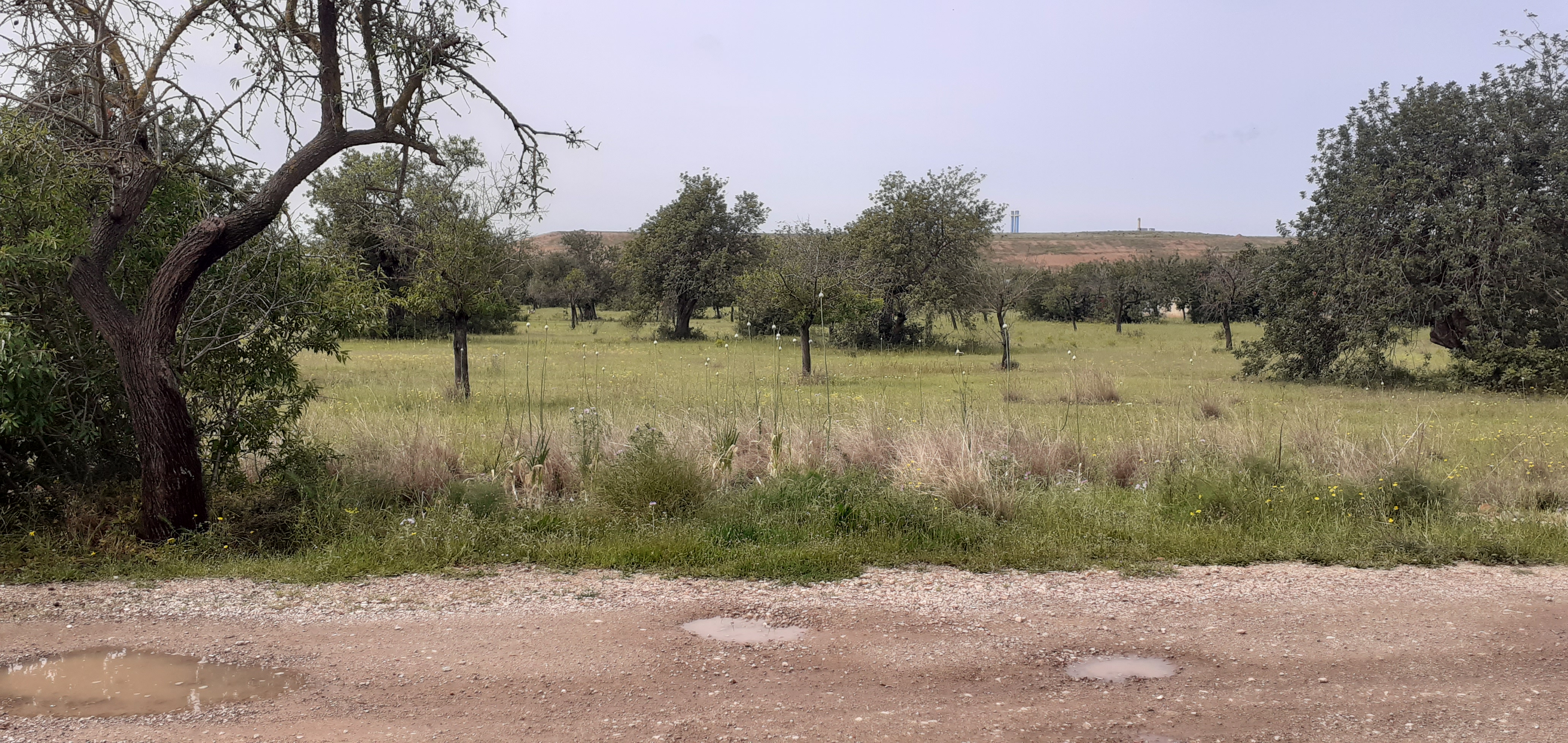 Fotografía 9: Vista fondo desde camino