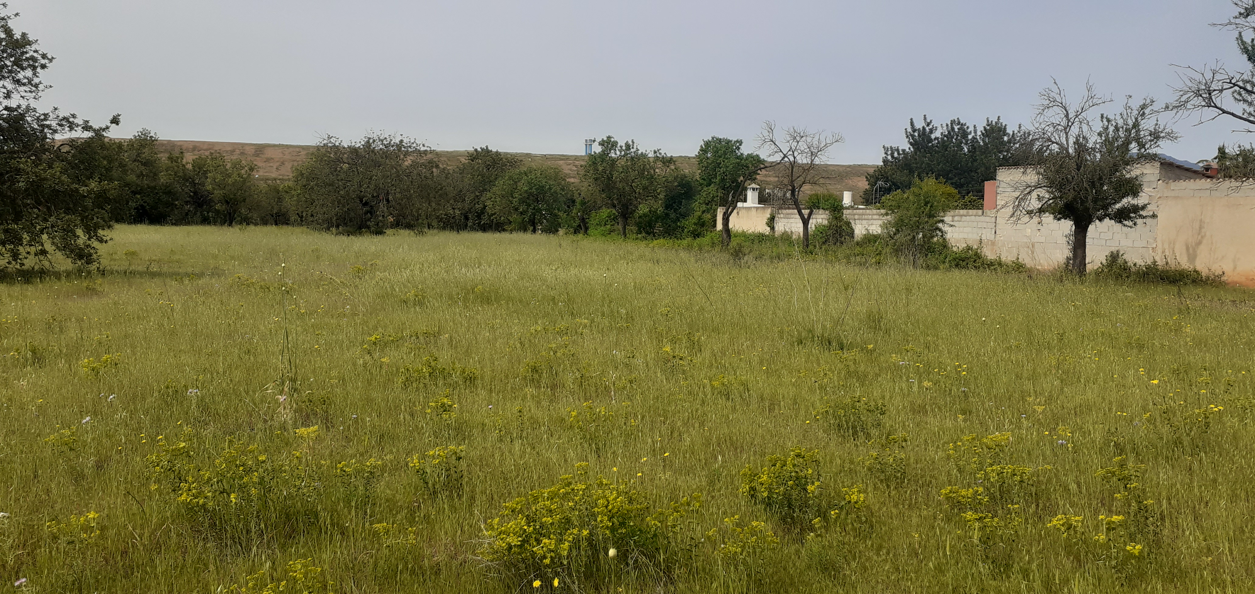 Fotografía 8: Lindero derecho desde camino